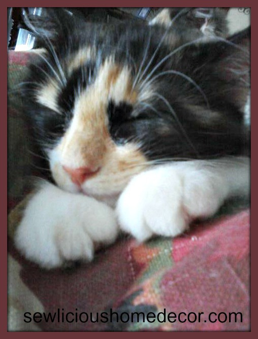 Sleepy Twinkie