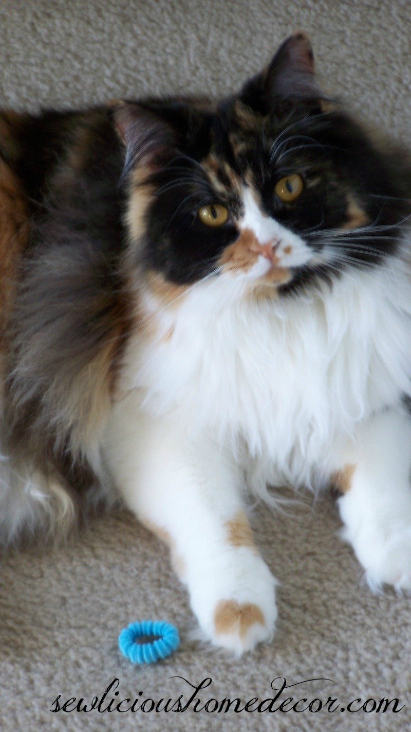 callie