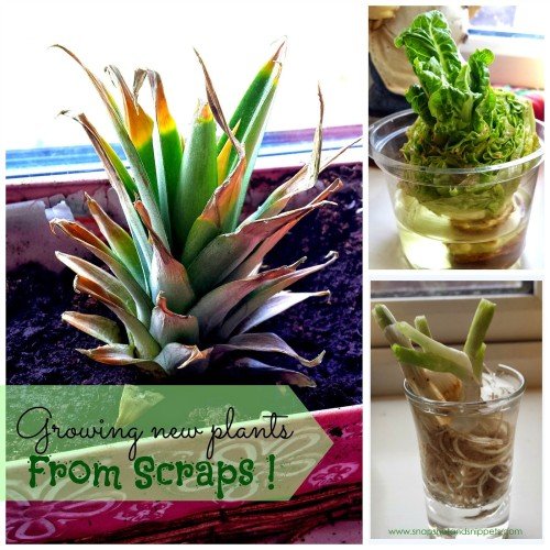 Pineapples and other veg1