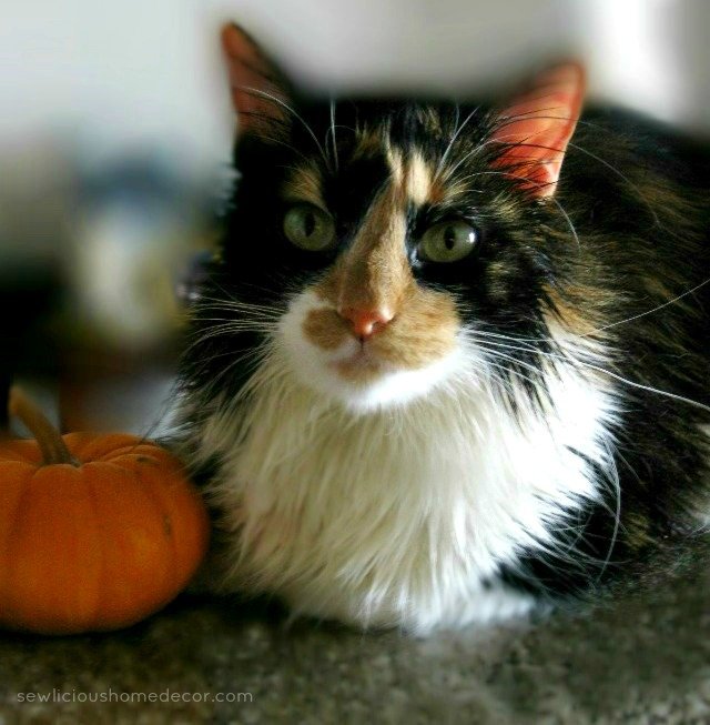 fall pumpkin kitty