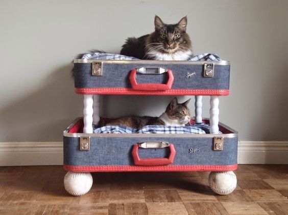 cat bed