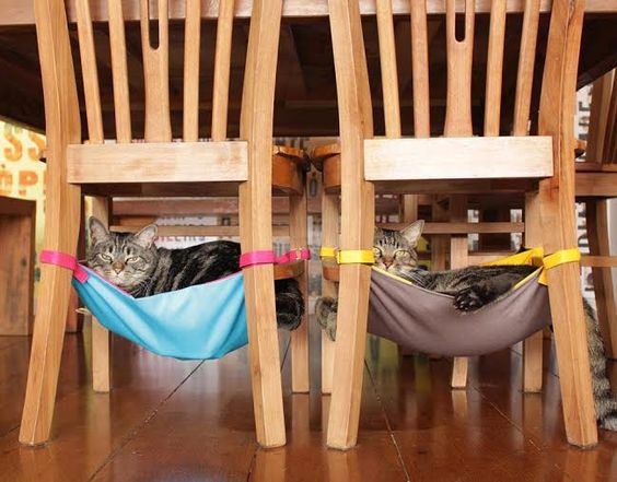 cat hammock